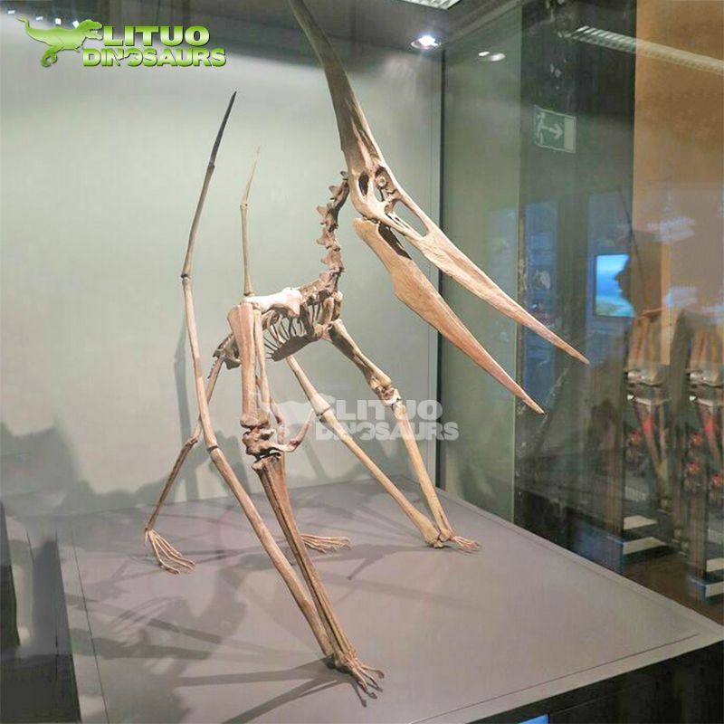 3Flying Dinosaur Pterosauria Skeleton(001)
